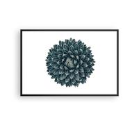 Affiche Poster 91x61cm Tableaux Image Photo Agave Reine Victoria Wall Art