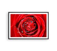 Affiche Poster 91x61cm Tableaux Image Photo Rose fleur pétales rosée Wall Art