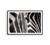 Affiche Poster 91x61cm Tableaux Image Photo Zebra rayures vie sauvage safari Art