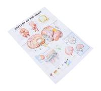 Affiche Toile Humain du Cerveau sur D’anatomie pour École et Laboratoire