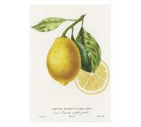 Affiche Vintage Fruits & LégumesCitron - Poster Décoration Murale A3+ (32x45 cm) pour embellir et donner une touche Déco à votre Intérieur.