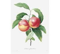Affiche Vintage Fruits & LégumesPêche - Poster Décoration Murale A3+ (32 x 45 cm) pour embellir et donner une touche Déco à votre Intérieur.