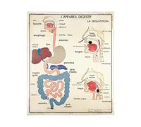 Affiche Vintage Scolaire Anatomie - Musculature humaine - Poster Décoration Murale A3+ (32 x 45 cm) pour embellir et donner une touche Déco à votre Intérieur. (Appareil Digestif)