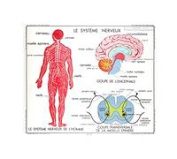 Affiche Vintage Scolaire Anatomie - Musculature humaine - Poster Décoration Murale A3+ (32 x 45 cm) pour embellir et donner une touche Déco à votre Intérieur. (Système nerveux)