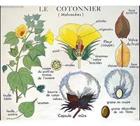 Affiche Vintage Scolaire Botanique -Le Cotonnier - Poster Décoration Murale A3+ (32 x 45 cm) pour embellir et donner une touche Déco à votre Intérieur.