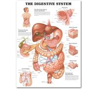 Affiches D'Anatomie Et De Physiologie Du Système Digestif, Art Mural Sur Toile Représentant Le Système Du Corps Humain, Décoration Pour La Maison, Le Bureau Et L'Hôpital, 50X70 Cm, Sans Cadre