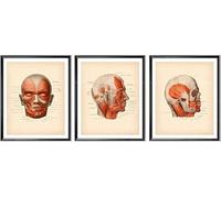 Affiches d'art mural, affiche des muscles du visage, impression du visage anatomique, art de l'anatomie humaine, décor médical, art du Botox, cadeau d'esthéticienne, cadeau de chirurgien 50 x 70 cm