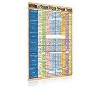 Affiches de connaissances de dentiste en métal, tableau des dents méridiennes et orphelines, plaque vintage, décoration de salle dentaire, club, bureau, salle de bain, décoration murale 30,5 x 40,6 cm