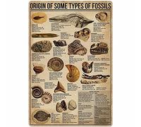Affiches en métal sur l'origine fossile de certains types de fossiles, décoration murale, éducation scientifique populaire, décoration d'intérieur, décoration de salle, plaque d'impression vintage 8x1