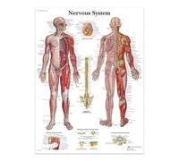 Affiches Et Impressions Sur Toile Représentant Le Système Nerveux, La Structure Du Corps, Le Squelette, L'Art Mural, L'Anatomie Du Système Nerveux, L'Éducation Médicale 21X30Cm Sans Cadre