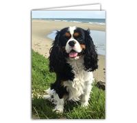 AFIE Carte de Voeux Photo Chien, Format 17x11.5cm, Intérieur Blanc, avec Enveloppe, Style Moderne Illustré, Création et Fabrication Française