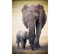 Africa - Elephant and Baby - Impression d'affiches - Taille 61x91,5 cm