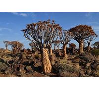 African Namibian Desert Landscape Diy 5D Diamond Painting By Number Unique Kits Home Wall Decor Crystal Rhinestone Wall Decor 30x40cm