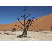 African Namibian Desert Landscape Diy 5D Diamond Painting By Number Unique Kits Home Wall Decor Crystal Rhinestone Wall Decor 50x60cm