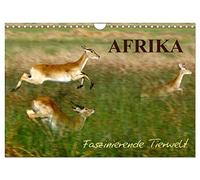 Afrika - Faszinierende Tierwelt (Wandkalender 2026 DIN A4 quer), CALVENDO Monatskalender: Afrikanische Tiere in der Wildnis Afrikas, ein Kalender, der zum Träumen verführt.