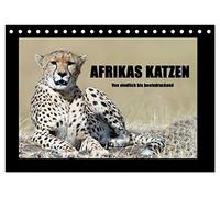 Afrikas Katzen (Tischkalender 2026 DIN A5 quer), CALVENDO Monatskalender: Aufnahmen von Löwen, Geparden, Leoparden und Wildkatzen