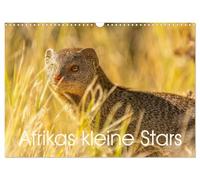 Afrikas kleine Stars (Wandkalender 2026 DIN A3 quer), CALVENDO Monatskalender: Mangusten, Erdmännchen und Co.