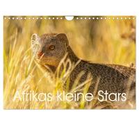 Afrikas kleine Stars (Wandkalender 2026 DIN A4 quer), CALVENDO Monatskalender: Mangusten, Erdmännchen und Co.