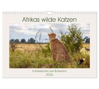 Afrikas wilde Katzen (Wandkalender 2026 DIN A4 quer), CALVENDO Monatskalender: Afrikanische Raubkatzen in freier Wildbahn