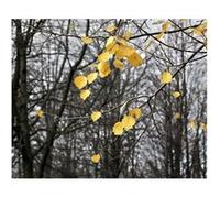 AG ART Autumn leaves, photo murale intissée, 360x270 cm, 4 parts Multicolors G