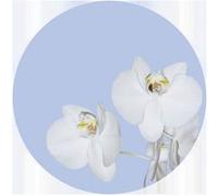 AG ART Papier peint intissé auto-adhésif rond Thème Orchidée en Bleu - 140 x 140 cm Multicolors G
