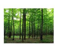 AG ART Photo murale forêt d'arbres verts 360x254 cm 4 lés Multicolors G