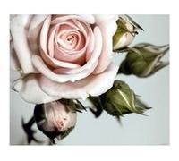 AG ART Rose, photo murale intissée, 360x270 cm, 4 parts Multicolors G