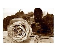 AG ART Rose sepia, photo murale, 360x254 cm, 4 parts Multicolors G