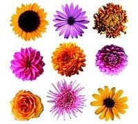 AG ART Sticker Fleurs multicolores - 1 planche 30 x 30 cm Multicolors G