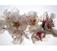 AG Design 1 Papier Peint Intissé, Multicolore, 160 x 110 cm