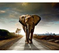 AG Design 4 Papier Peint Intissé, Multicolore, 360 x 270 cm