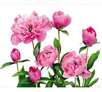 AG Design Odeur fTNxxl0448 Papier Peint Photo Murale de Pivoine