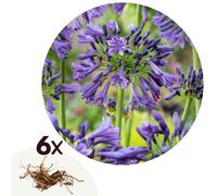 Agapanthe rhizomes blue - 6