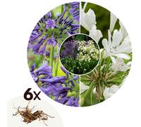 Agapanthe rhizomes blue-white - 6