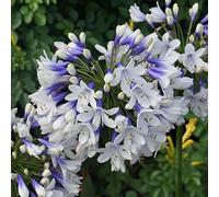 Agapanthe Twister, lys africain bleu, plante herbacée de jardin extérieur en pot.