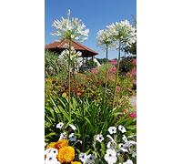 Agapanthus africanus 'Alba' / Lis du Nil blanche/Conteneur de 3 à 4 litres