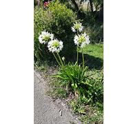 Agapanthus africanus 'Alba' / Lis du Nil blanche/Godet/Vivace