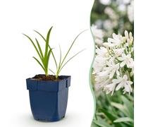 Agapanthus africanus Albus - Lys d'Afrique - Plantes attirant les abeilles et les papillons - Blanc - 24 plants - 15-25cm - Ø11cm - Plante de jardin