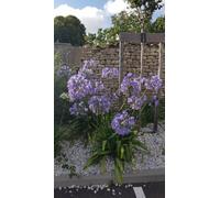 Agapanthus africanus 'Bleu' / Lis du Nil bleu/Godet/Vivace