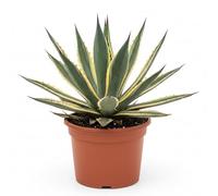 Agave Americana Panachée en pot 20 cm | Plante succulente ornementale pour l'extérieur et l'intérieur | Résistant, décoratif et élégant