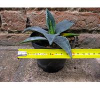 Agave americana var. Américain 10 cm, cactus, succulent hiver, résistant jusqu'à -5 C