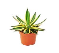 Agave lophanta quadricolor - Pot de 12 cm - Pour plantes succulentes