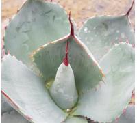 Agave parryi 'Truncata Red Horn' / Agave de Parry/Conteneur de 2 à 2.9 litres/Plante résistante au sec