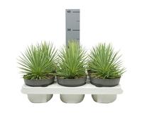 Agave striata var. nana - Agave à queue de cochon épineuse - pot de 12cm