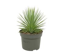 Agave striata var. nana - Agave de porc-épic - Pot de 12 cm