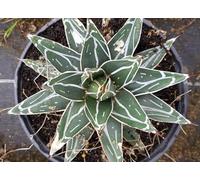 Agave victoriae-reginae 'Bustamante' / Agave de la reine Victoria à feuilles étroites/Conteneur de 2 à 2.9 litres