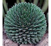Agave Victoriae Reginae Compacta Compact Queen Victoria Agave 5 fresh seeds:Seeds