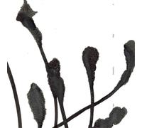 Agf & Various – A Deep Mysterious Tone