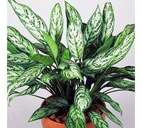 Aglaonema Maria Christina premium | Plante chinoise à feuilles persistantes | 25-35 cm en pot
