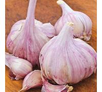 Aglio Bulbi Deliziosi Verdure Sane Giardino Pianta-400 g